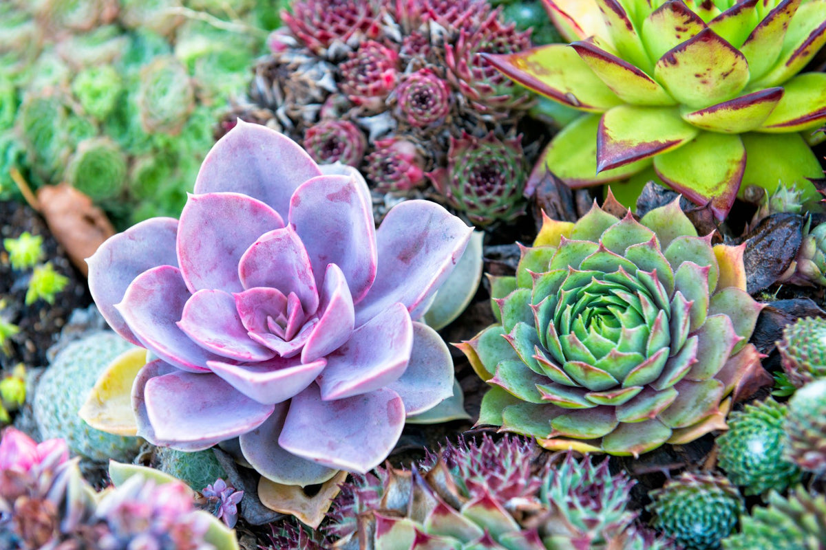 Best Succulents for Beginners | Low Maintenance Plants – Nainital ...