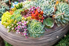 How to Care for Succulents in Indian Climate – Complete Growing Guide