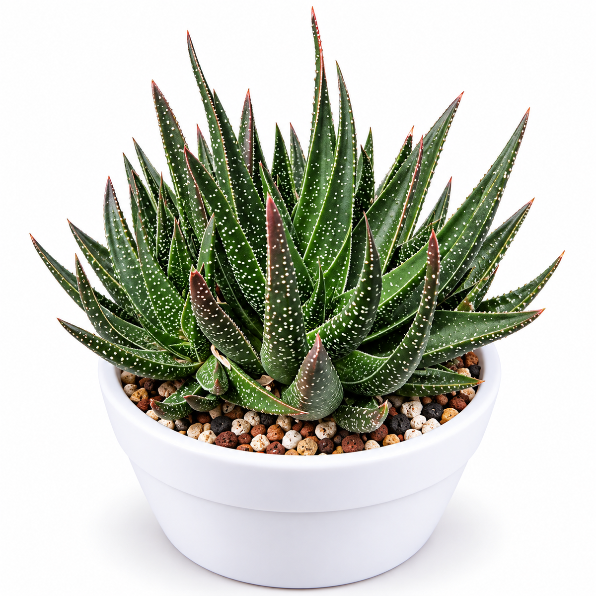 Haworthia-Leaved Aloe