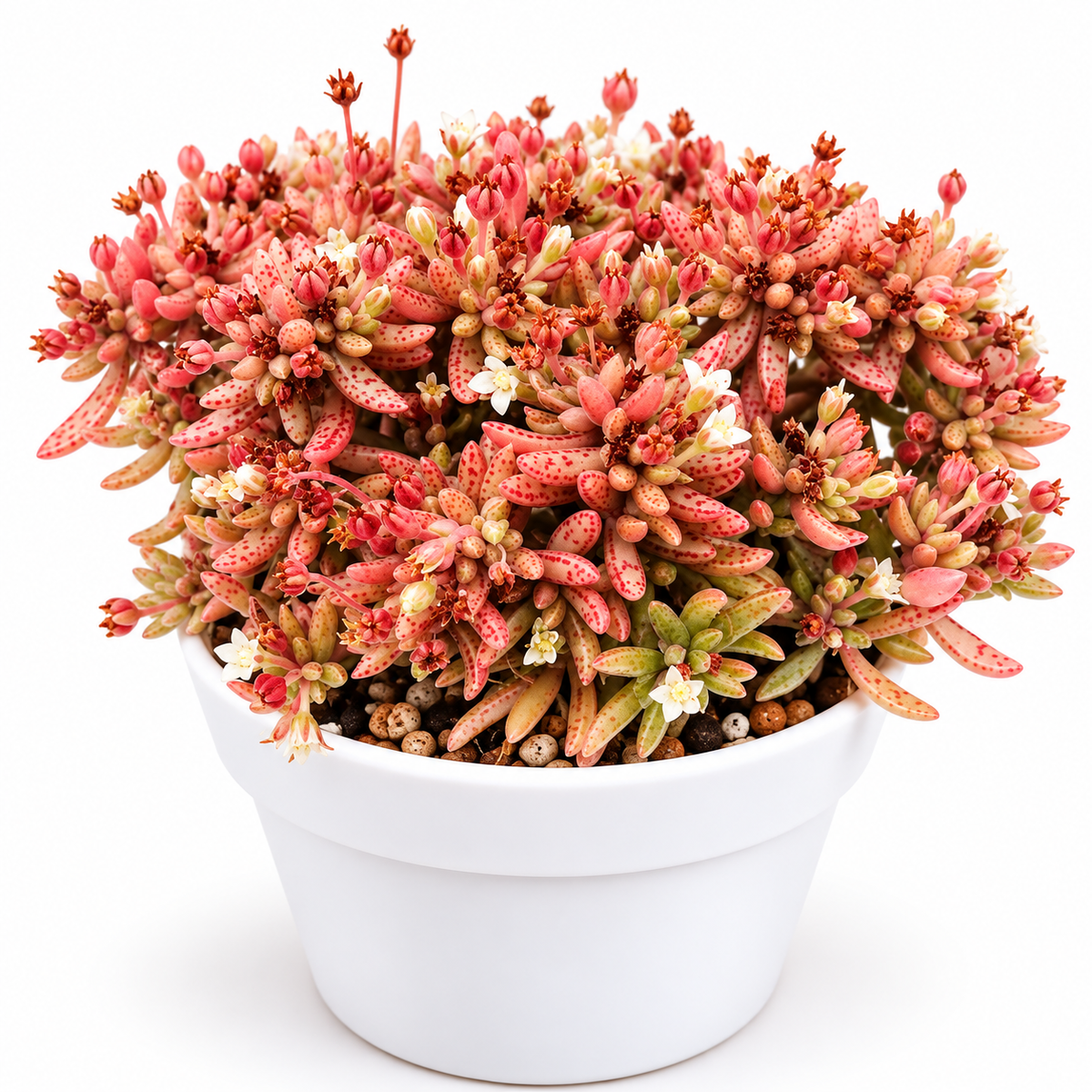 Crassula Humbert