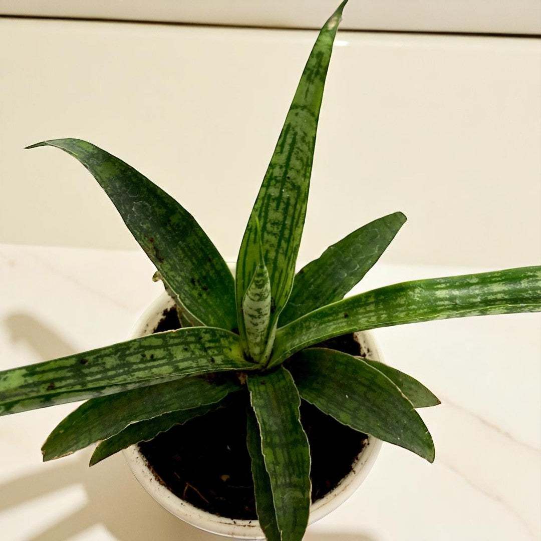 Sansevieria 'Silver Steel'