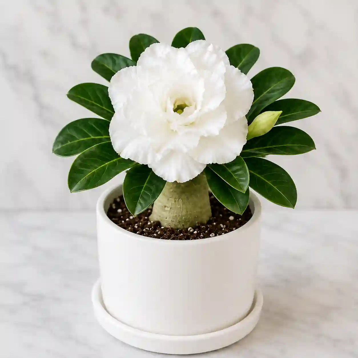 Adenium R62
