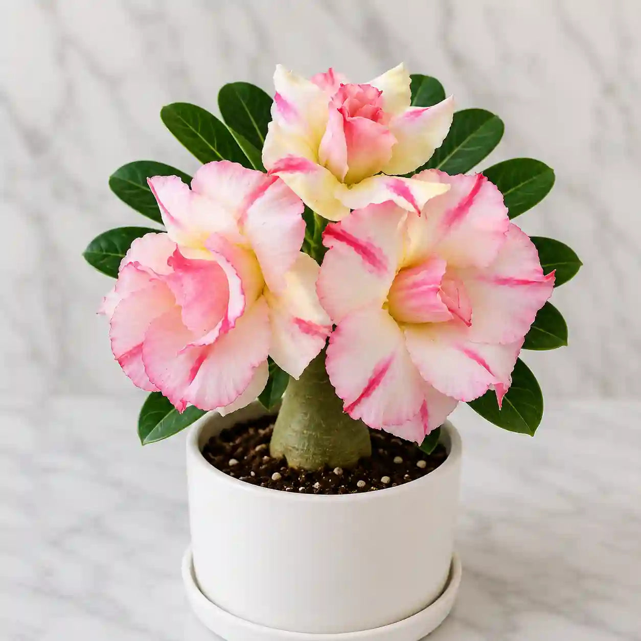 Adenium R5