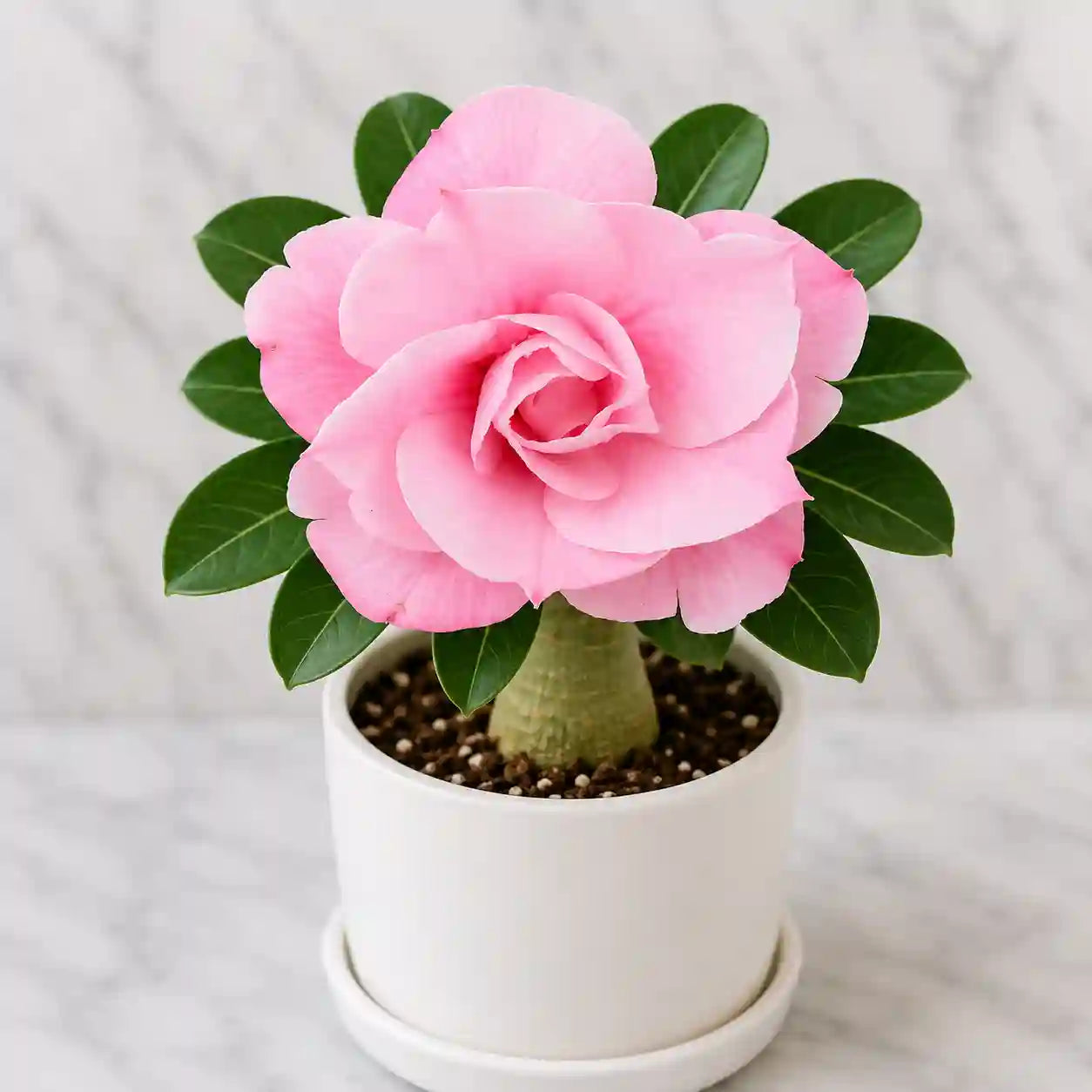 Adenium R4