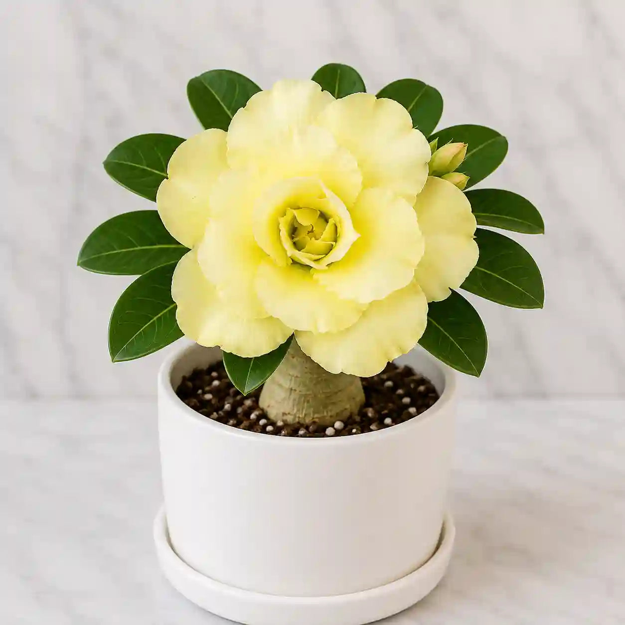 Adenium R108