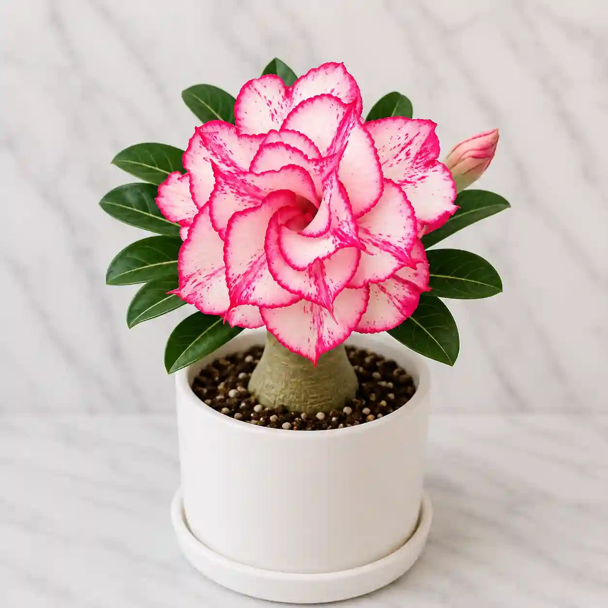 Adenium R169