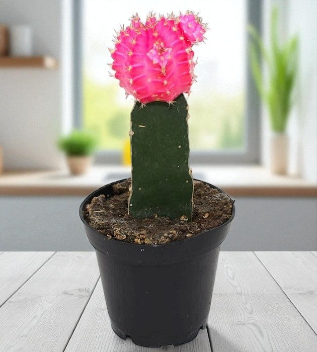 Pink moon Cactus