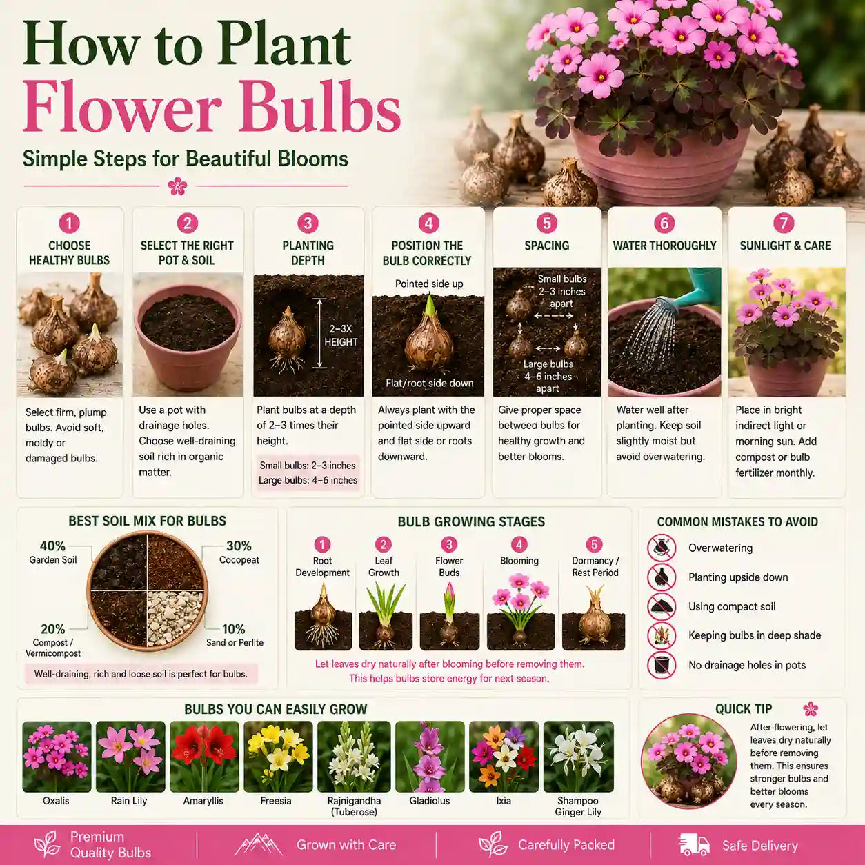 Achimenes Pink Bulb