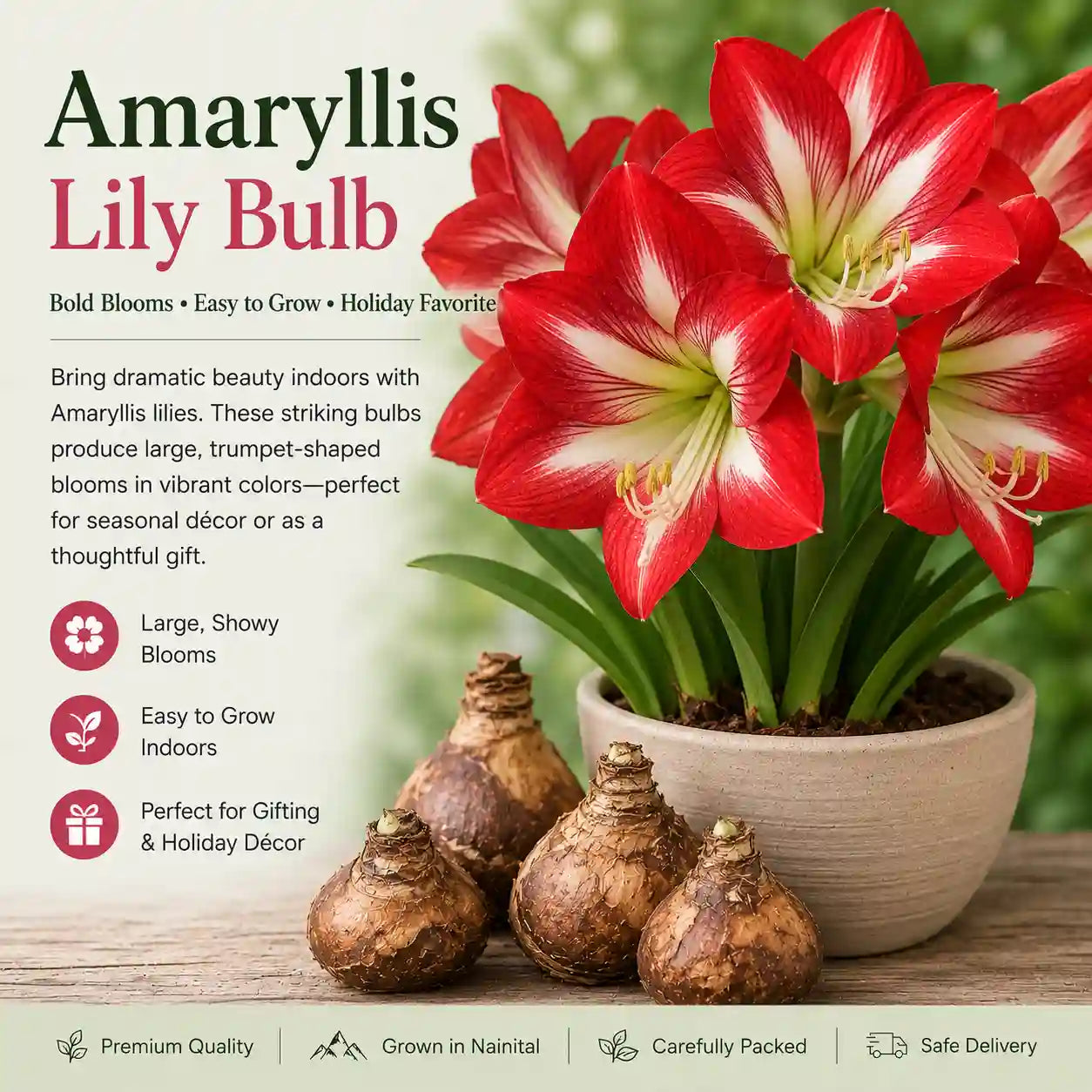 Amaryllis Lily Bulbs