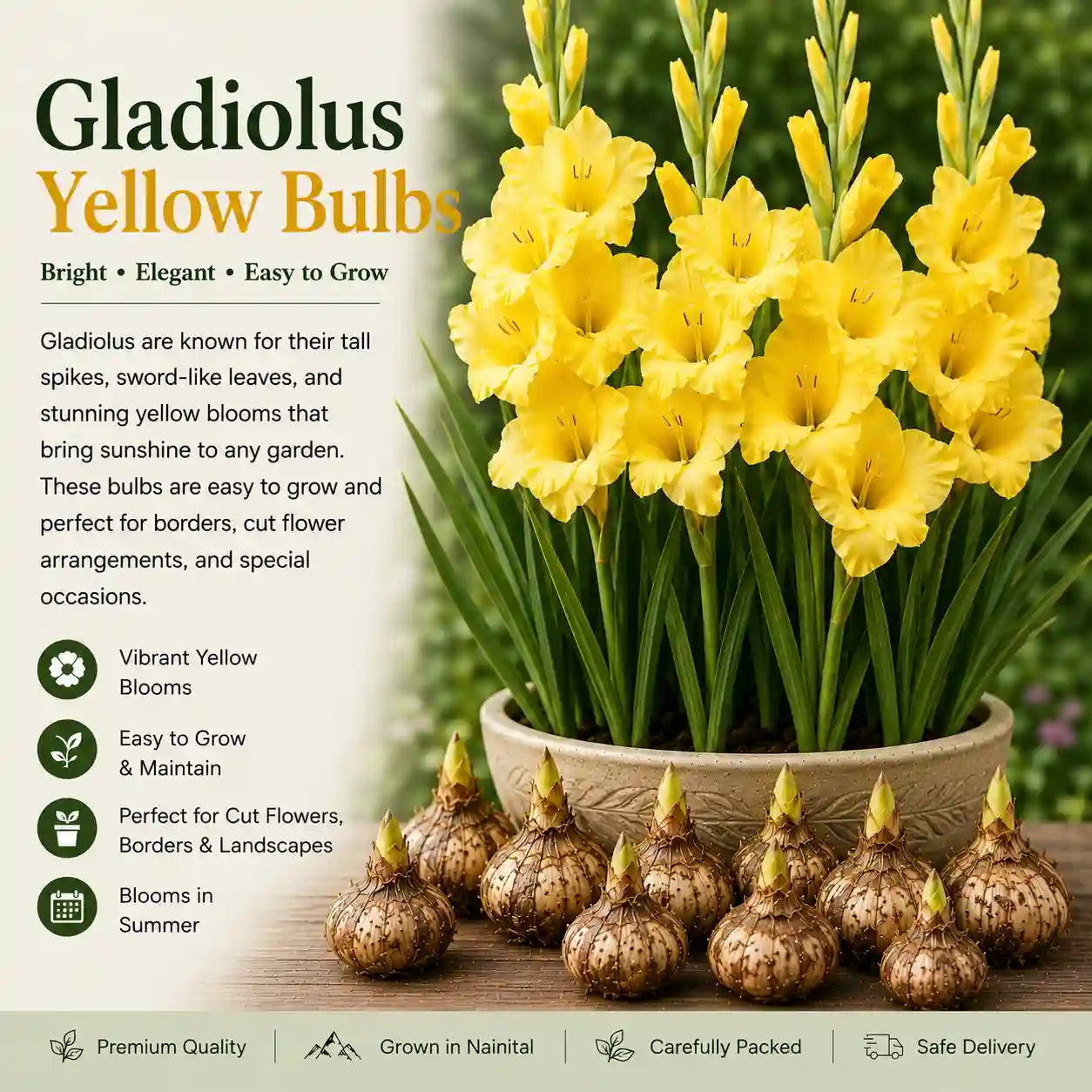 Gladiolus Yellow Lily Bulb