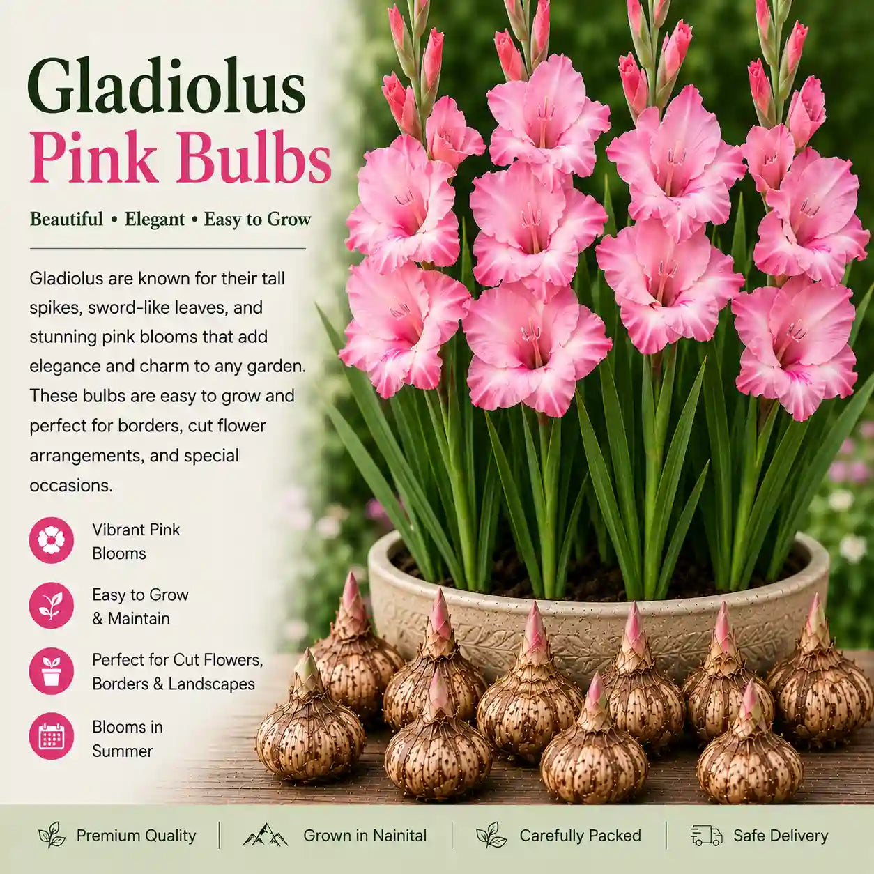 Gladiolus Pink Bulb