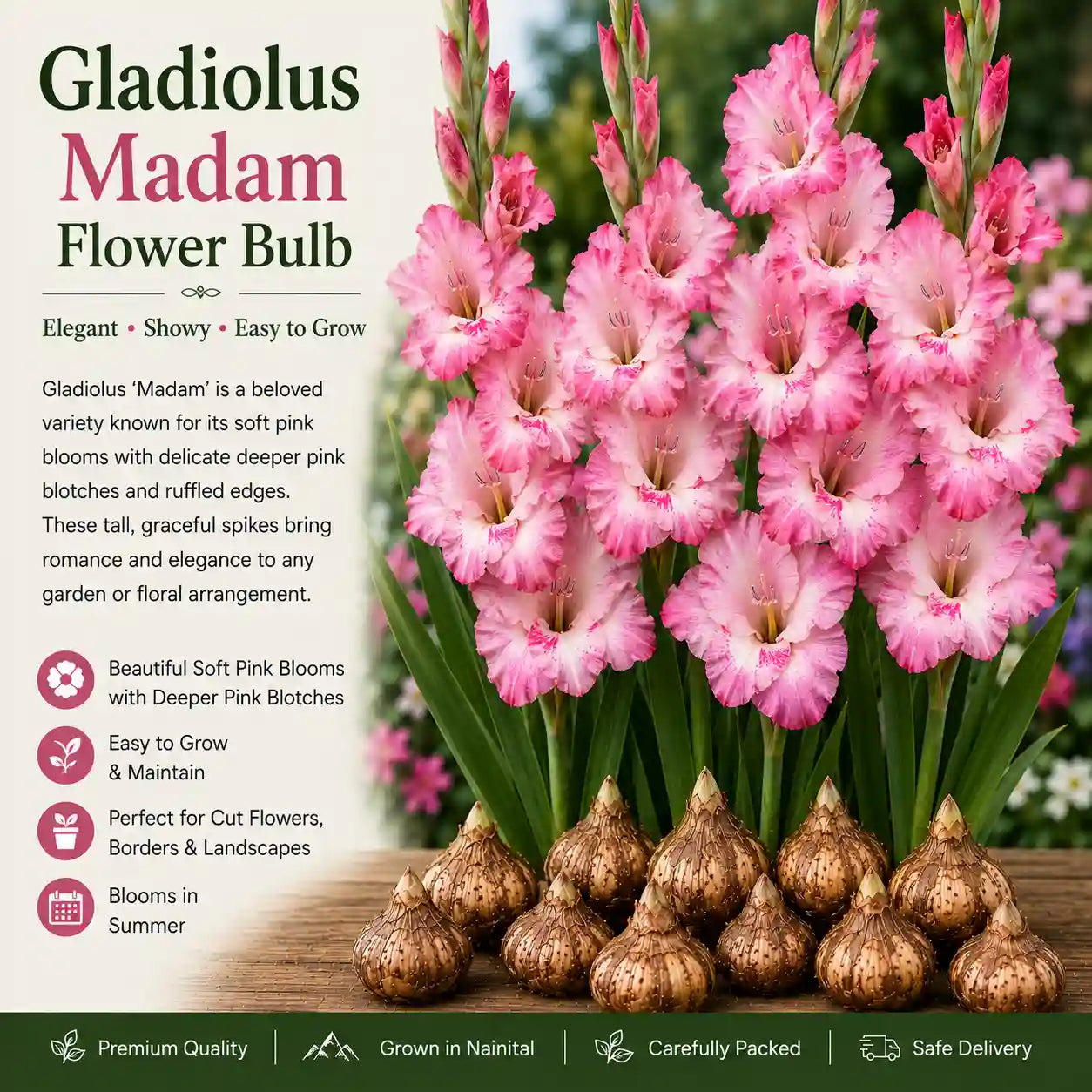 Gladiolus Madam Flower Bulb