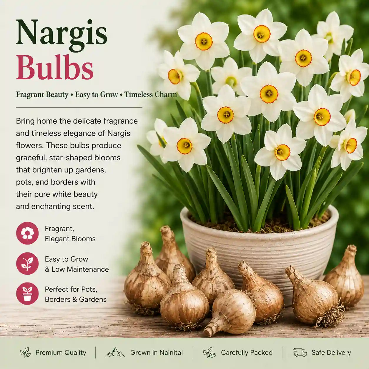 Nargis bulbs