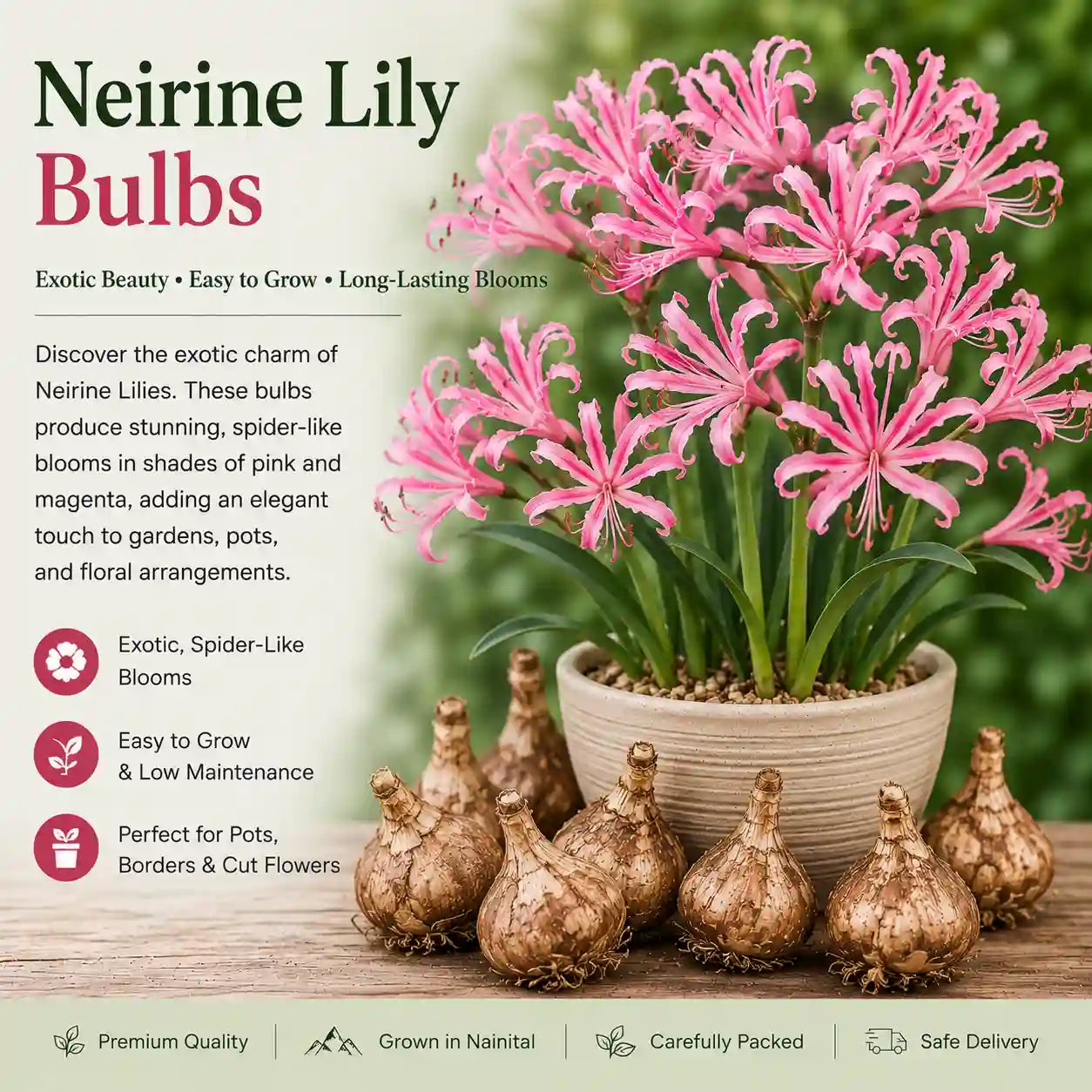 Nerine Lily Bulb