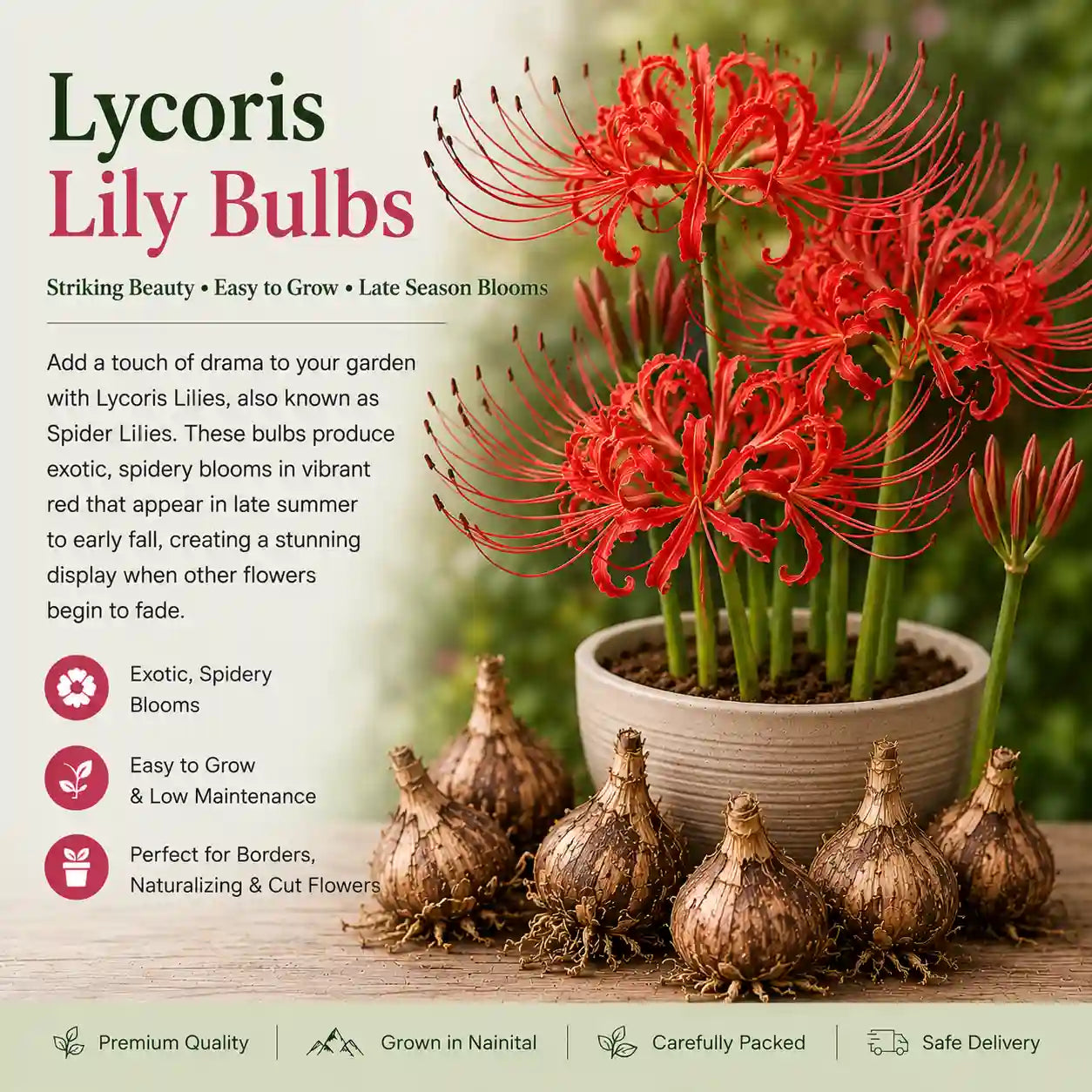 Lycoris Bulb