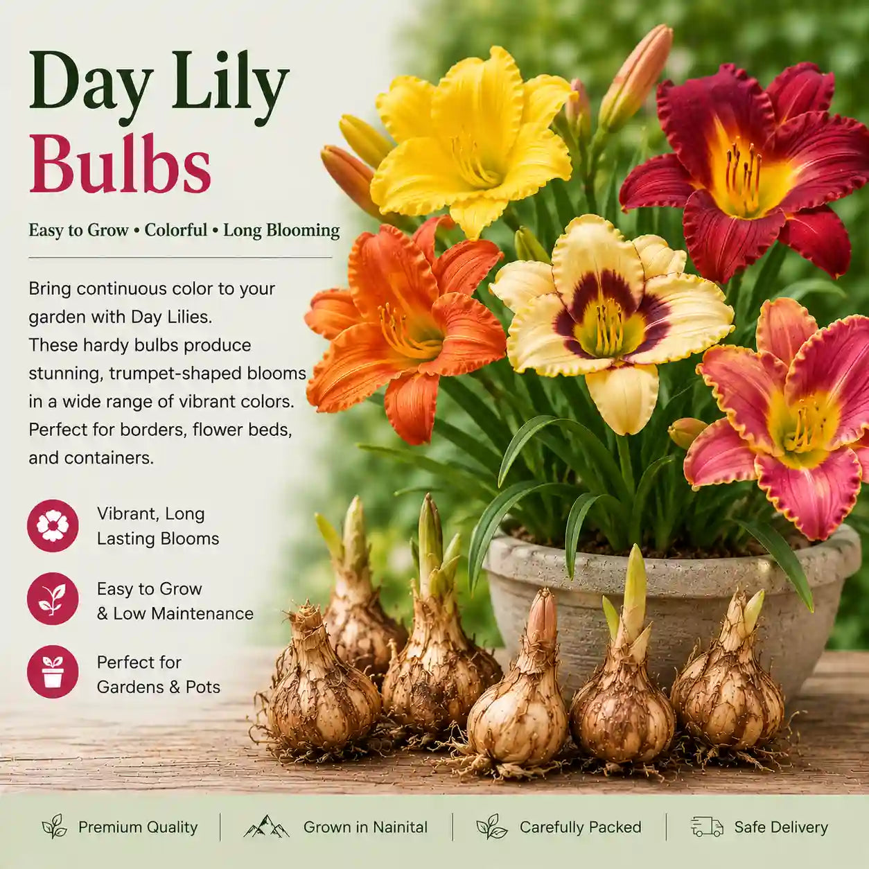 Day Lily Bulb