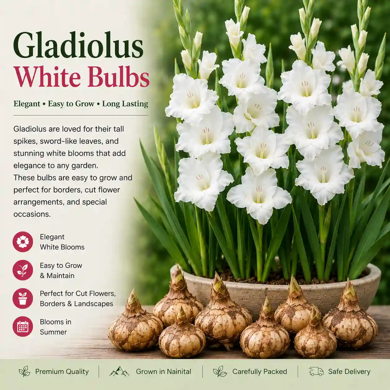 Gladiolus White Bulb