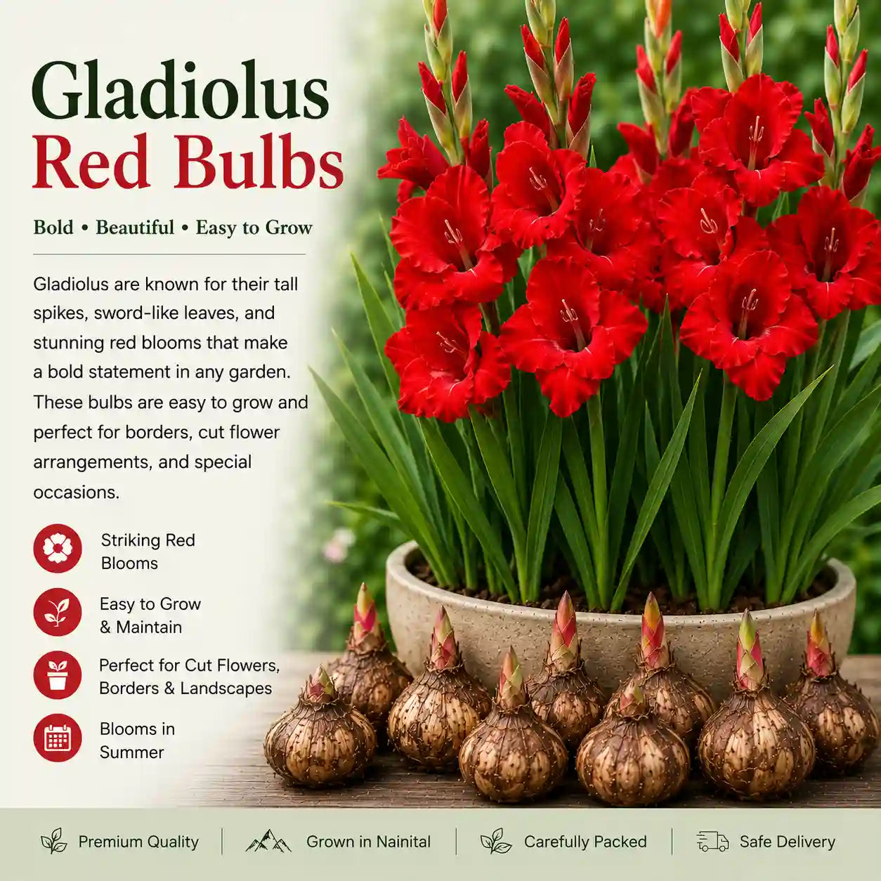 Gladiolus Red Bulb