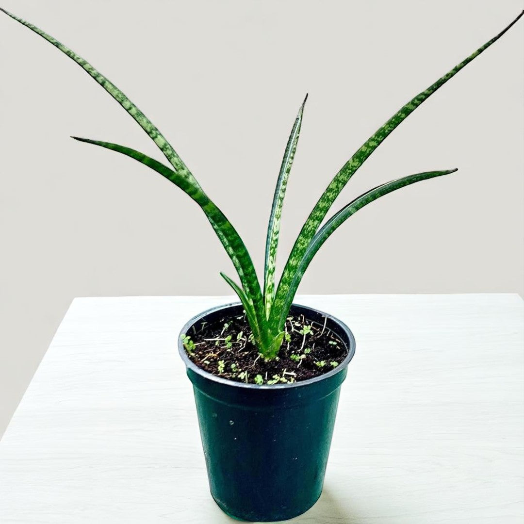 Sanseveria Bacularis Mikado
