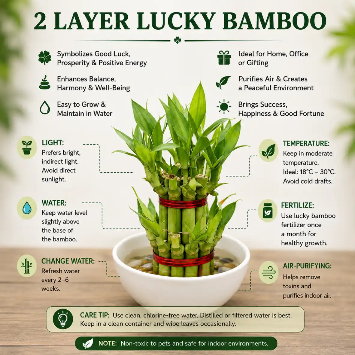 Lucky Green Succulent Plant Combo