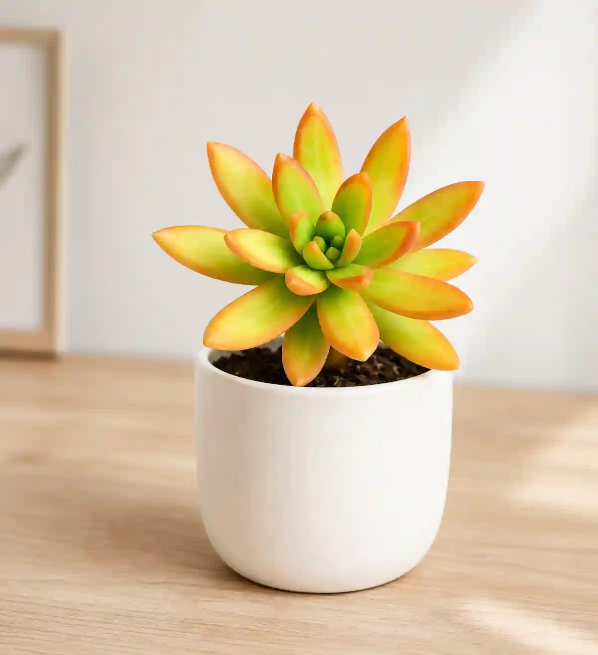 Sedum Nussbaumerianum
