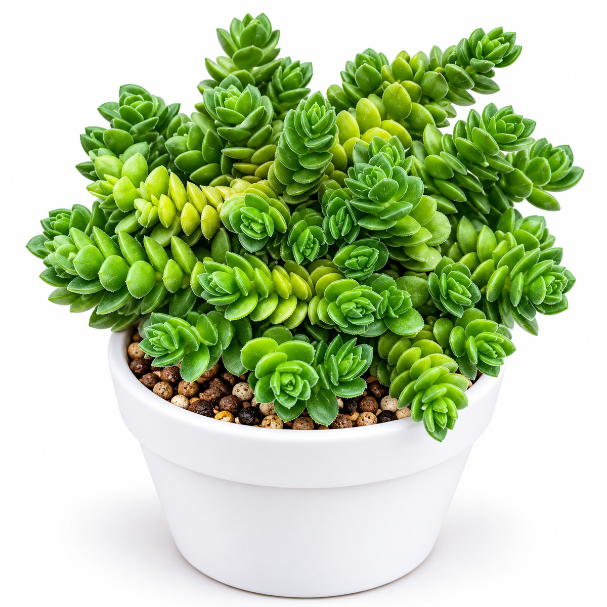 David Crassula