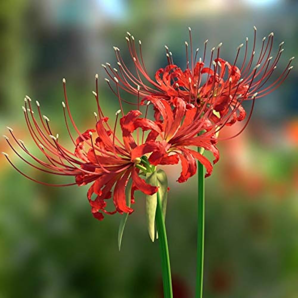 Lycoris Bulb