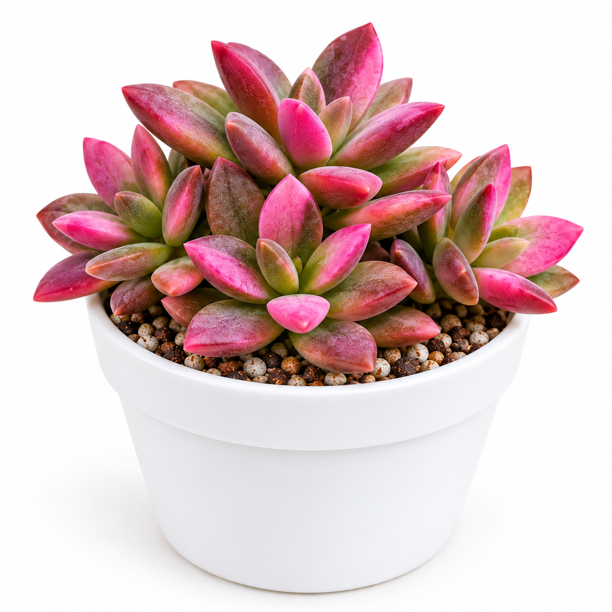 Pink Anacampseros Rufescens
