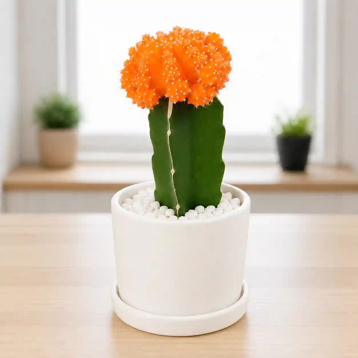 Orange Moon cactus