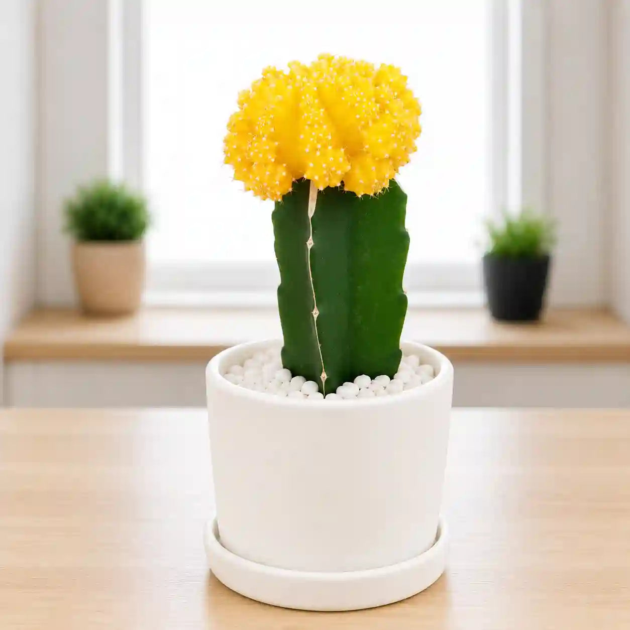 Yellow Moon cactus