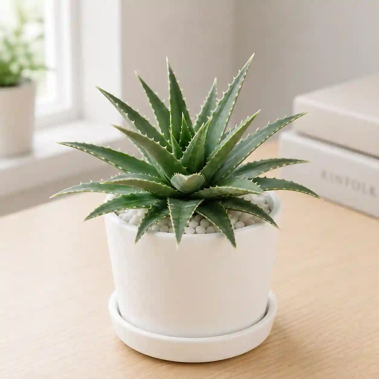 Dyckia brevia