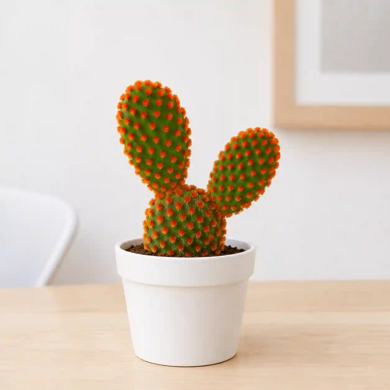 RED BUNNY EAR CACTUS