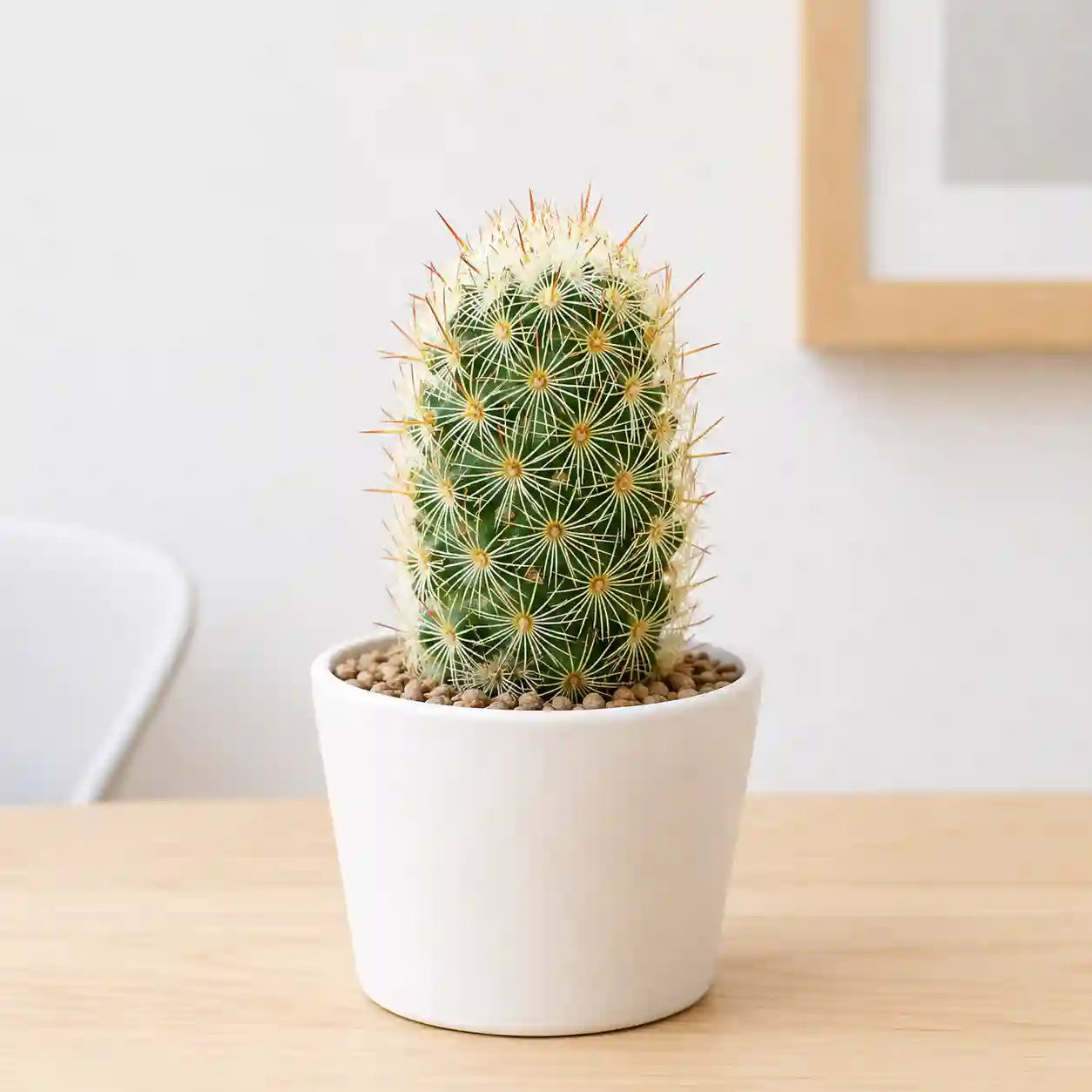 Mammillaria Elongata