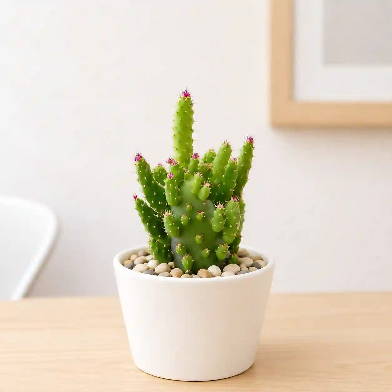Opuntia Monocantha