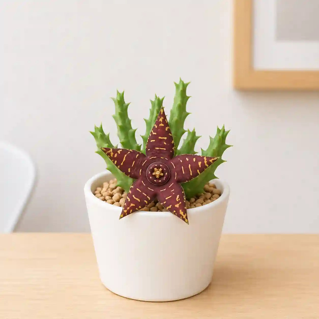 Orbea Halipedicola