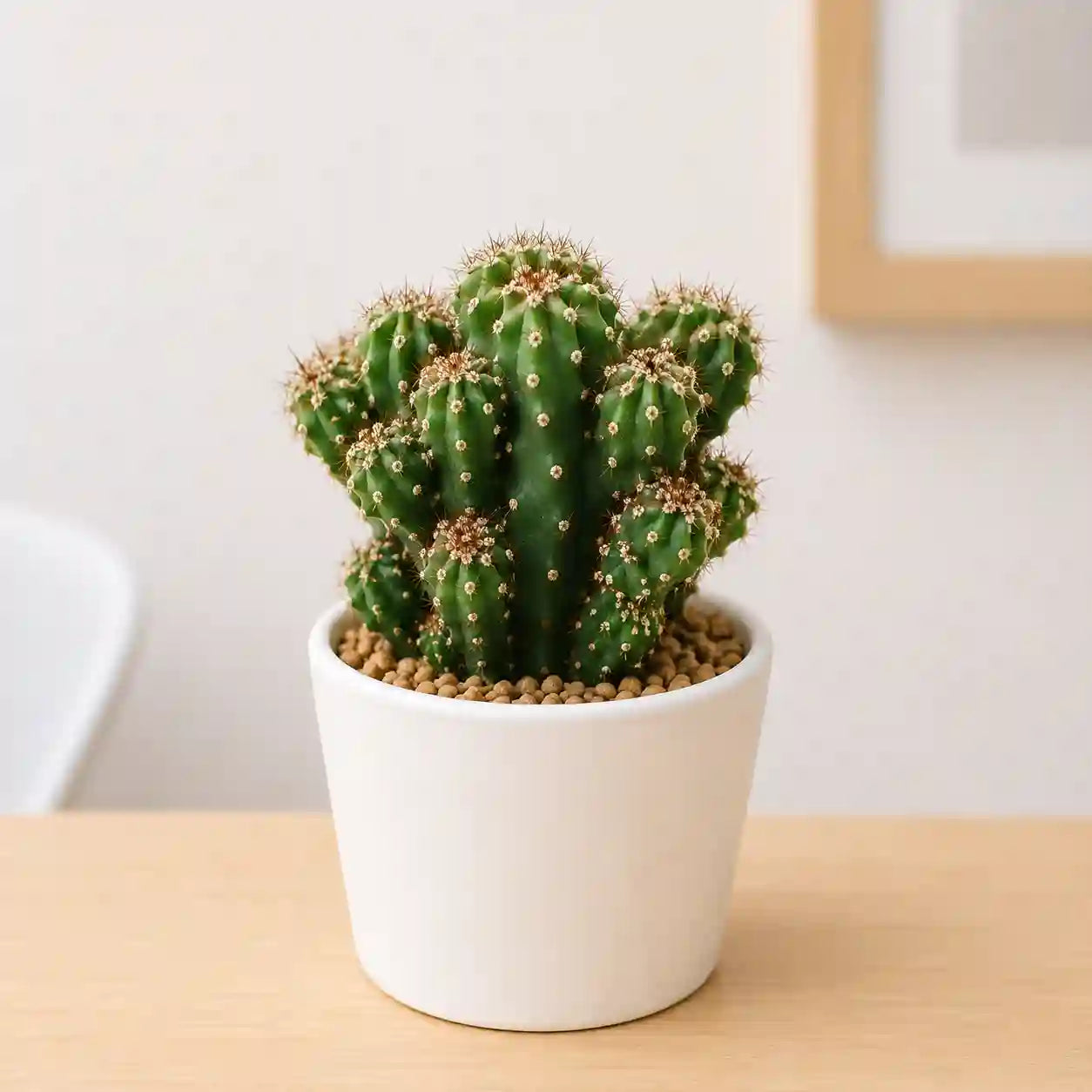 Cereus repandus Monstrose