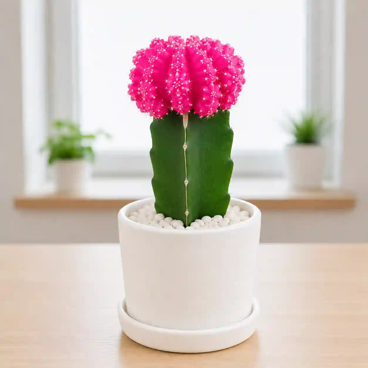 Pink moon Cactus
