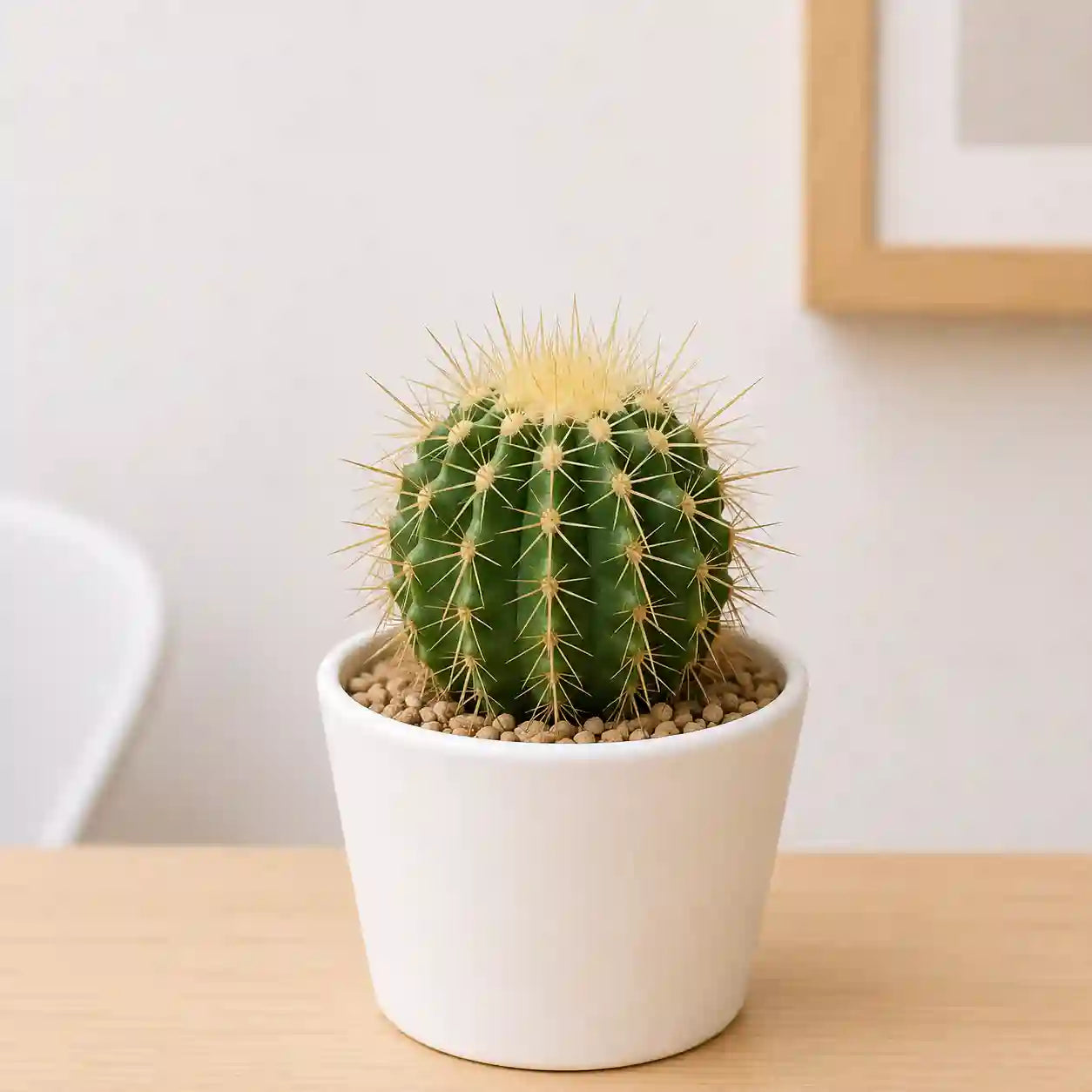 Echiniocactus Grusonii