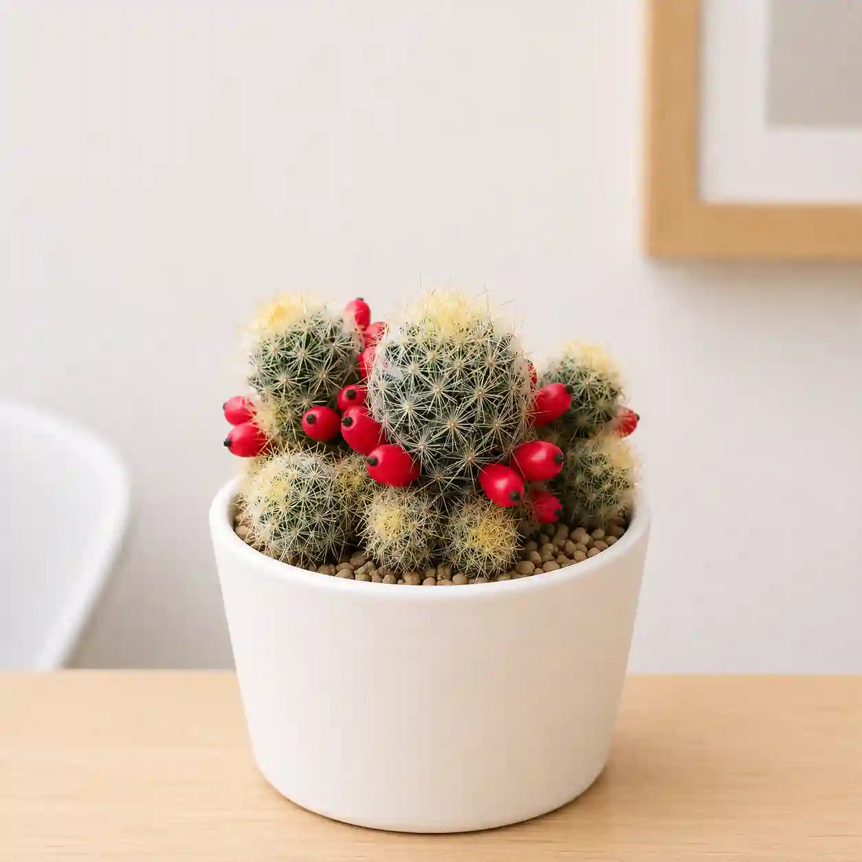 Mammillaria Prolifera cactus