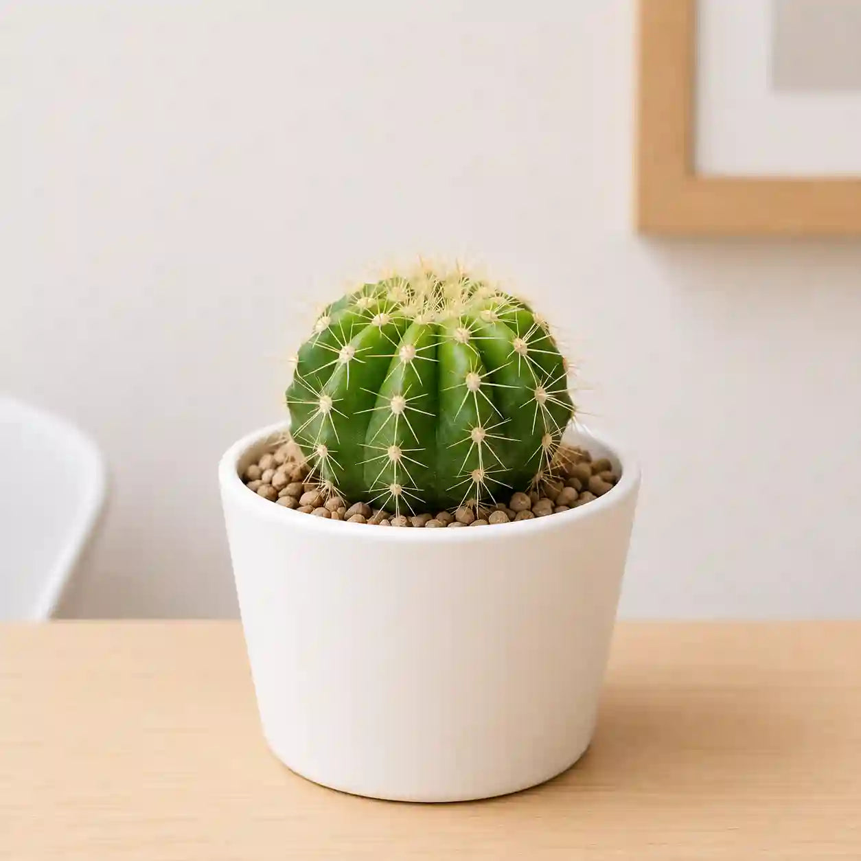 Echiniopsis oxygona cactus