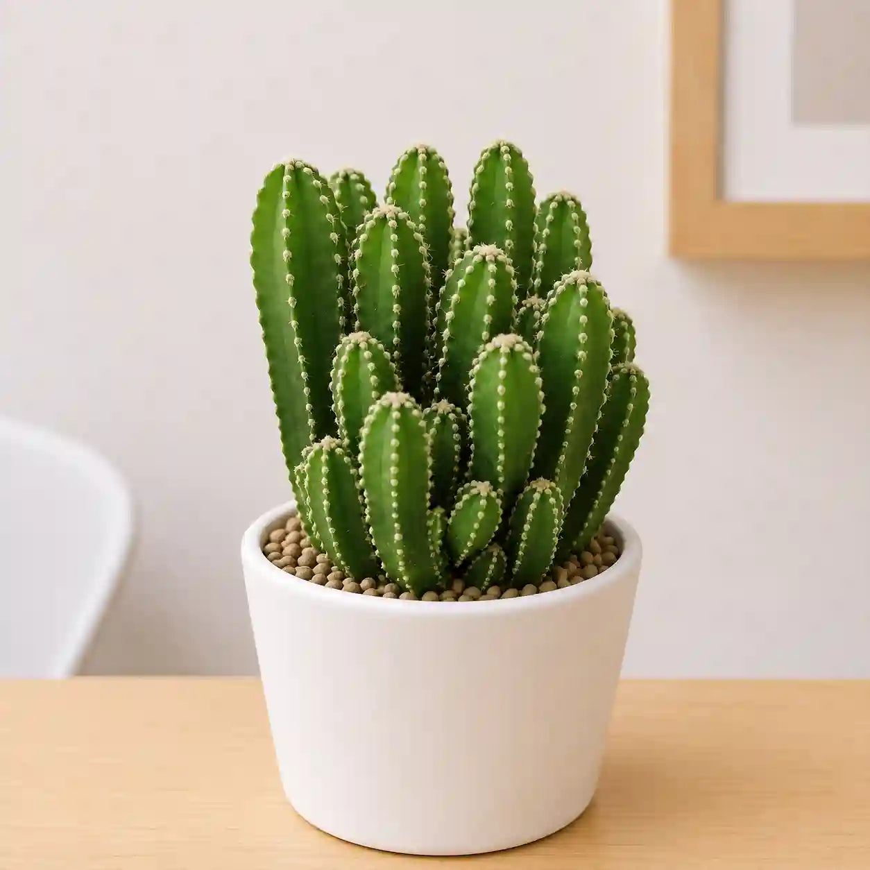 Anacanthocereus Fairy Tail cactus