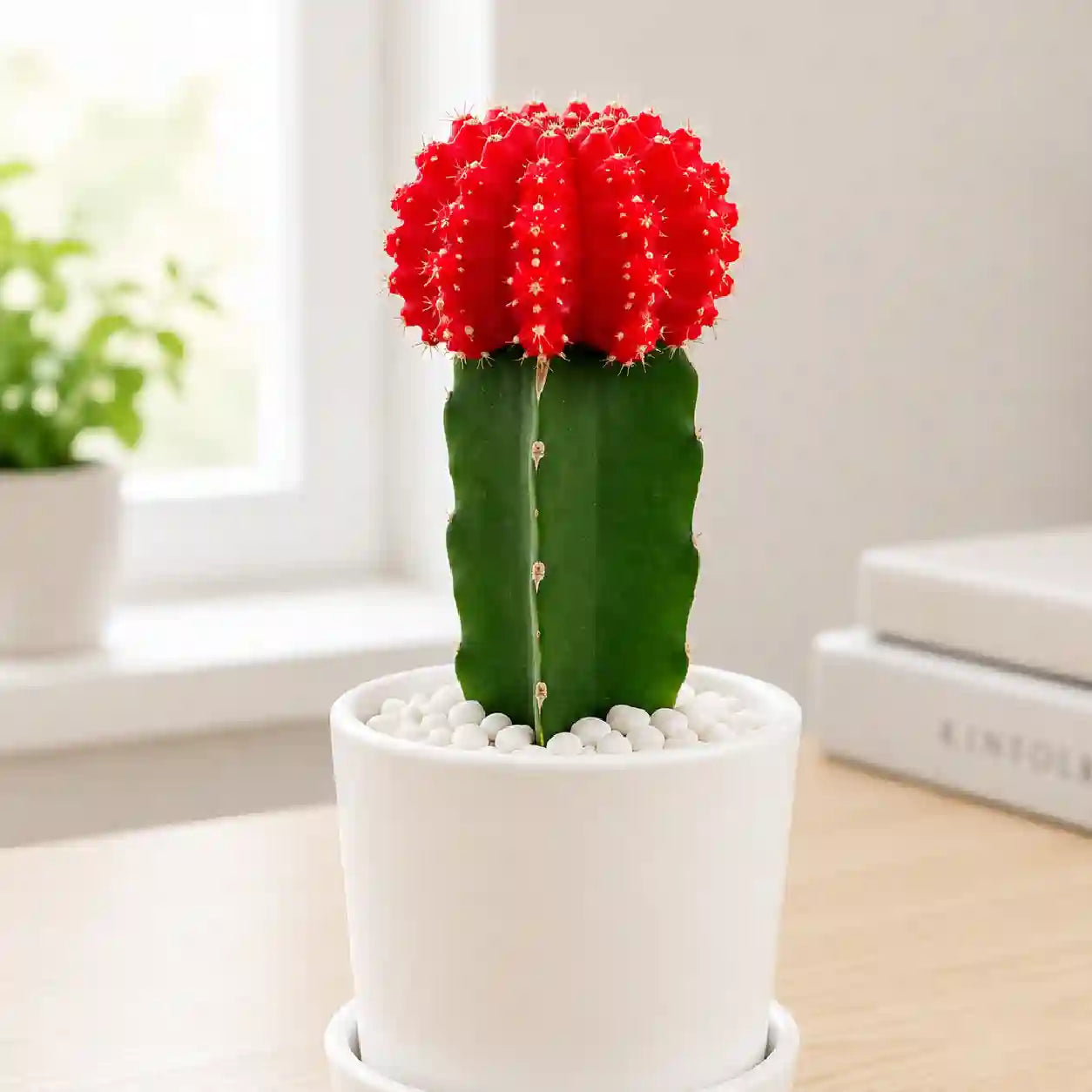 Red moon cactus