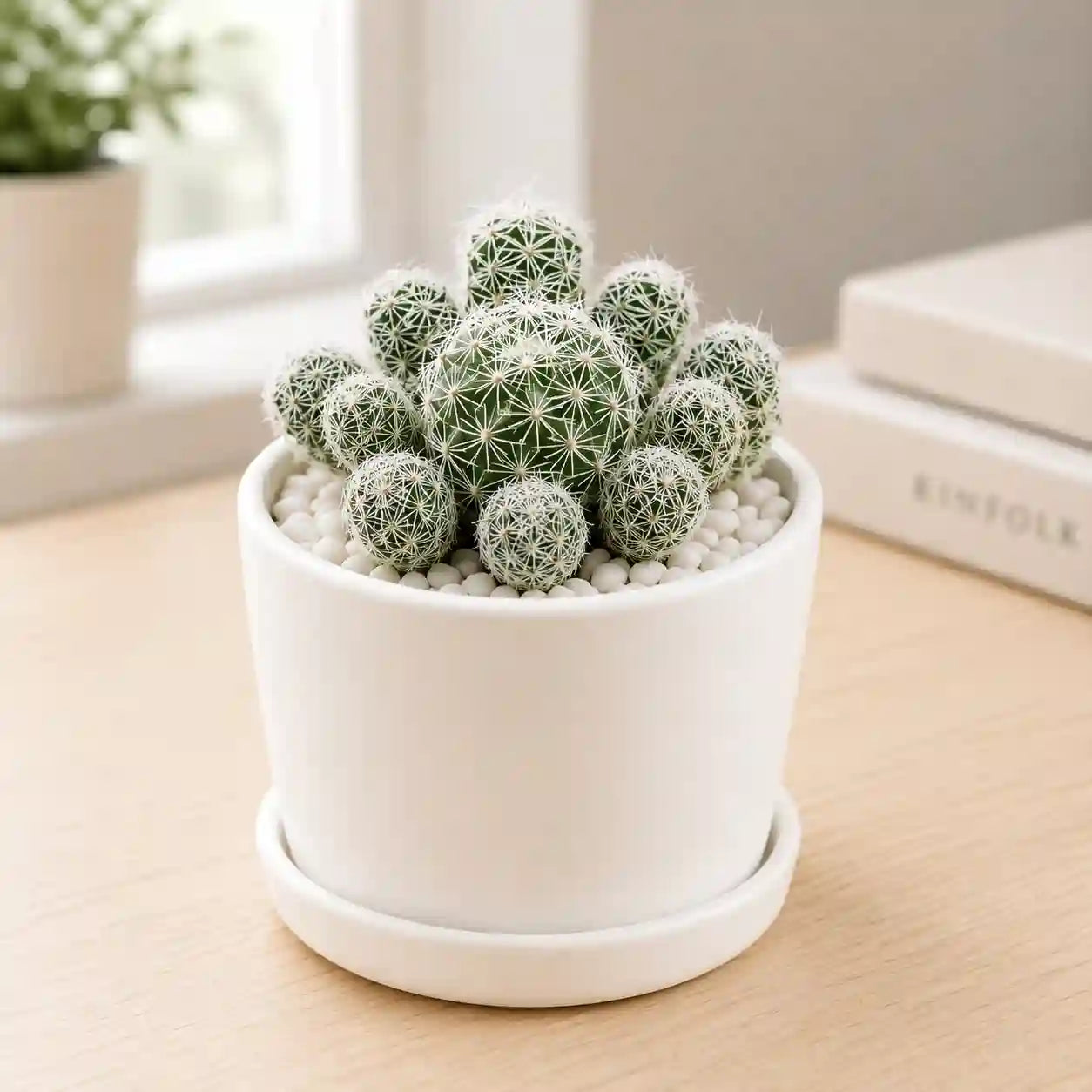Thimble Cactus