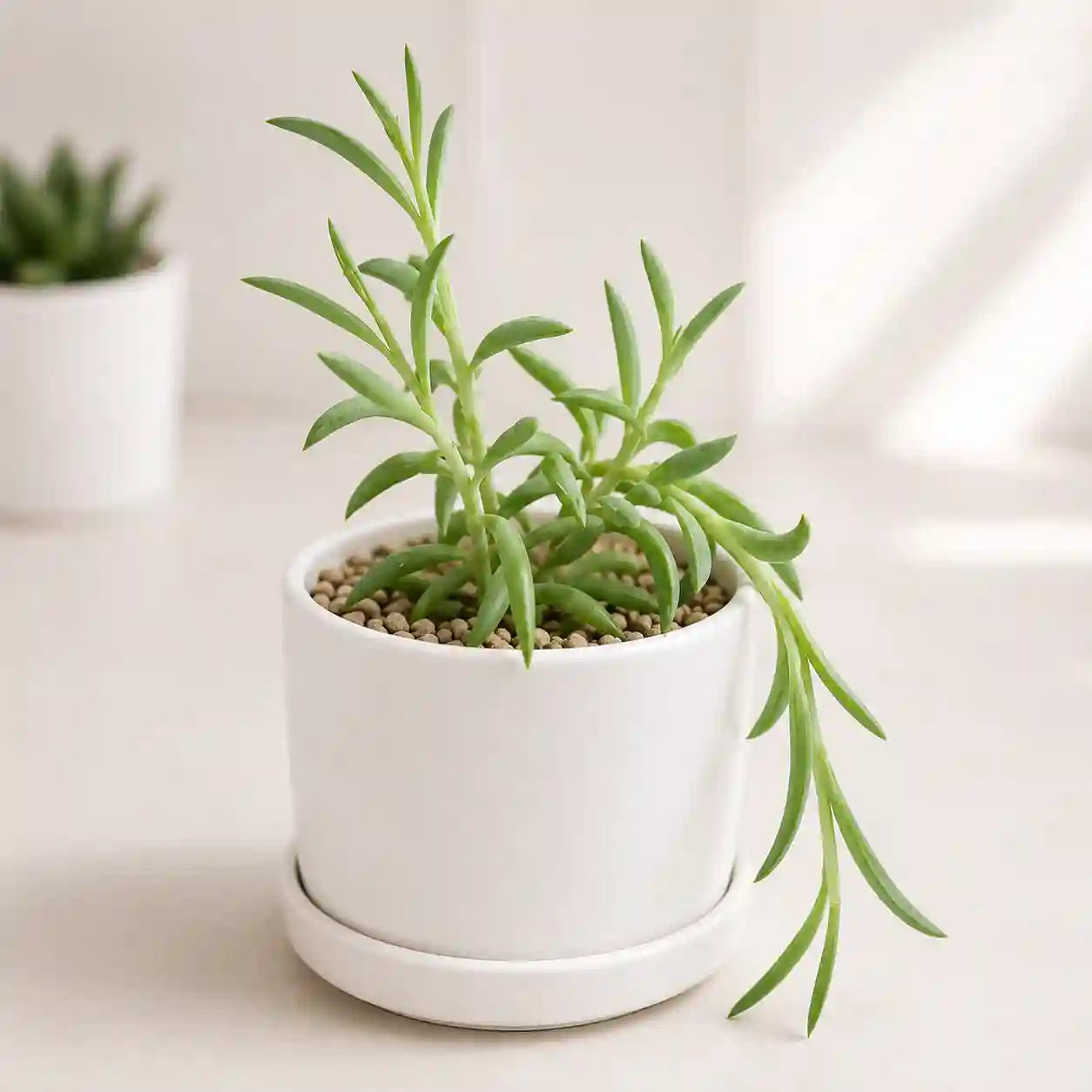 STRING OF BANANA