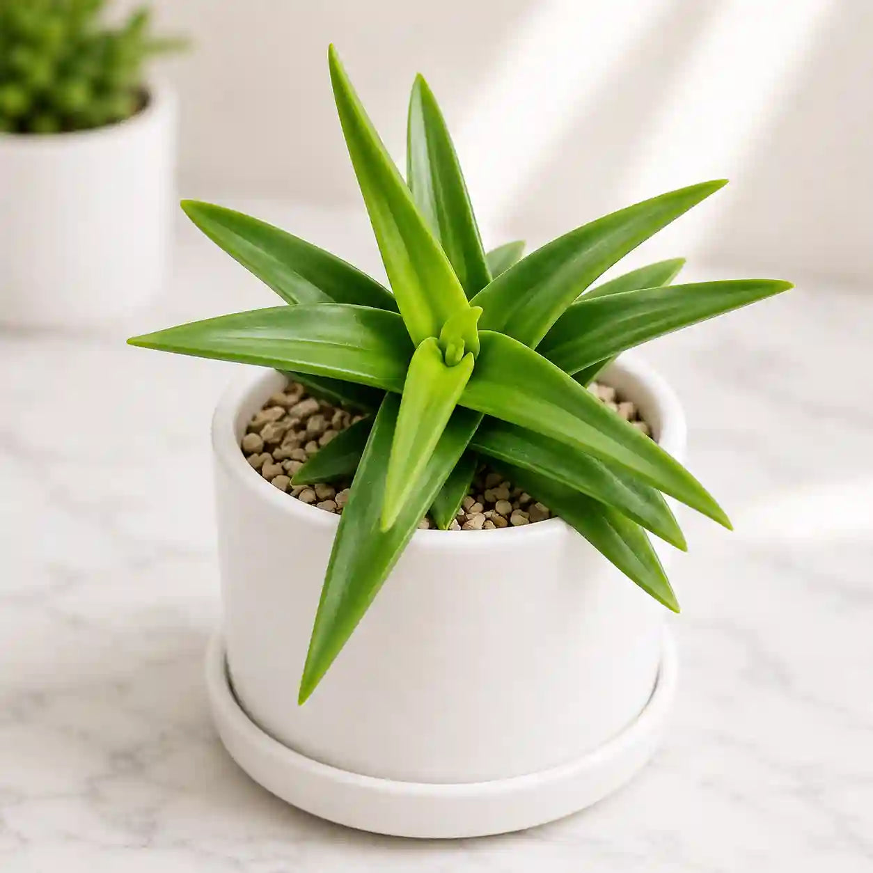 Aloe Wansley Green
