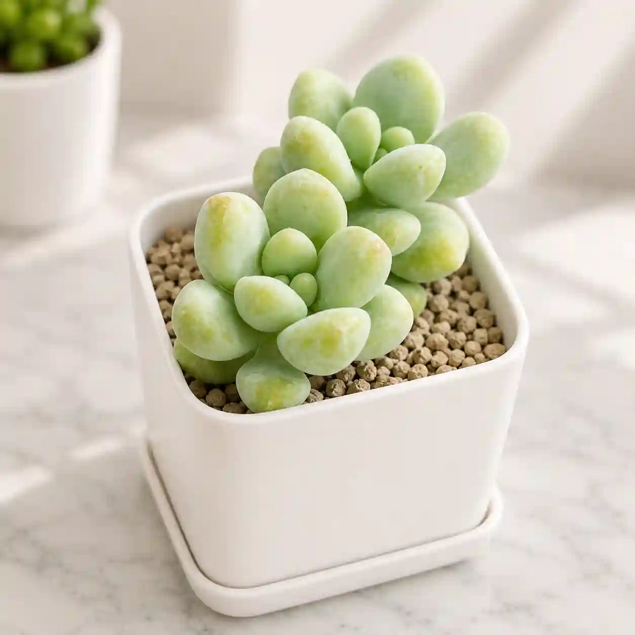 Sedum spp