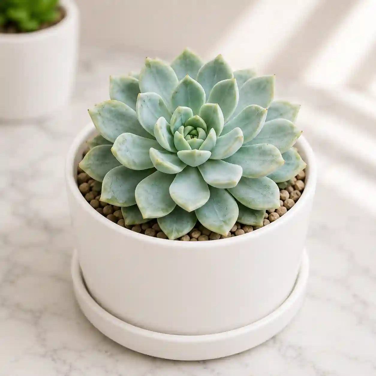 Echeveria Blue Elf