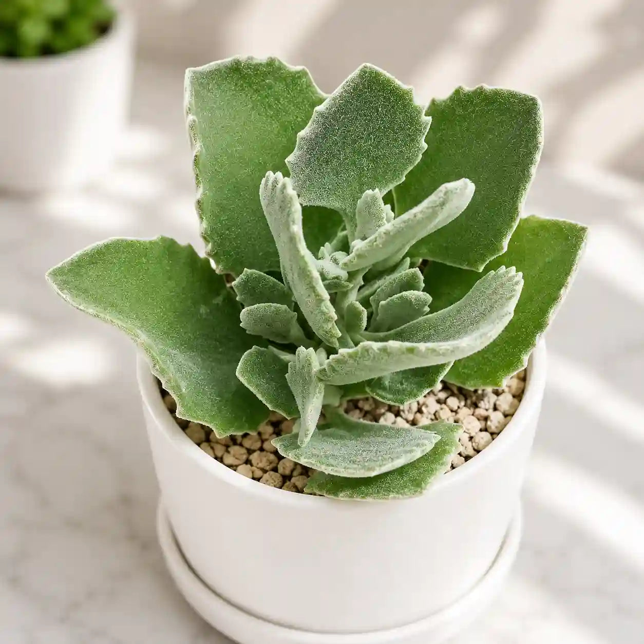 Kalanchoe millotii