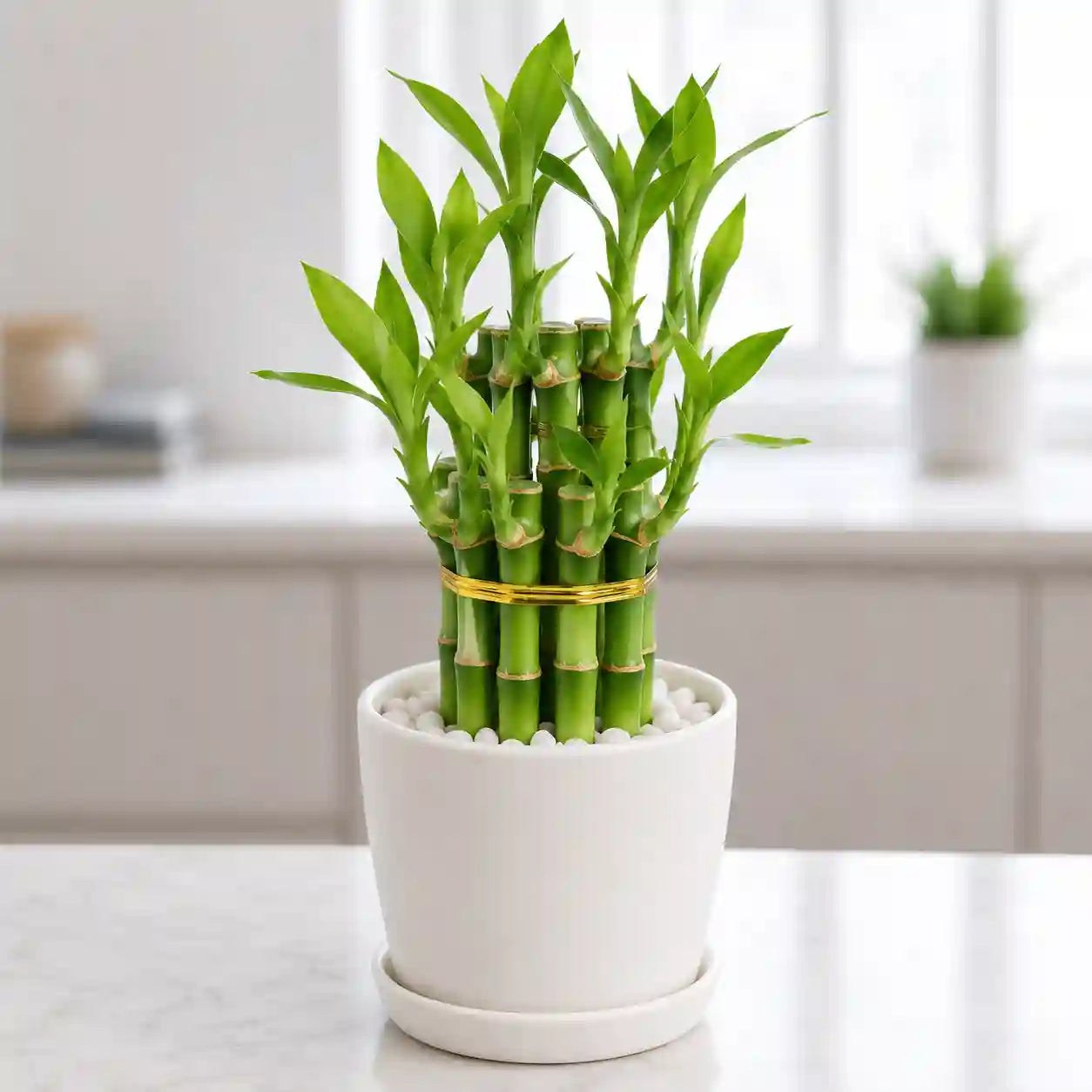 Lucky Bamboo (Dracaena sanderiana)