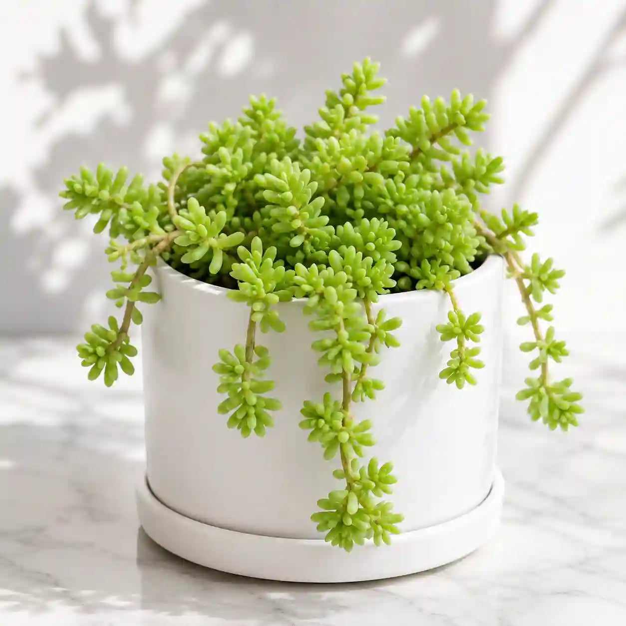 CHAIN SEDUM
